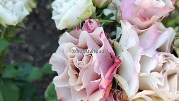 Бурбон Стрит. Bourbon Street. https://rosebushes.ru/shop/UID_51915829.html