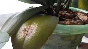 ЗАЩИТА ОРХИДЕЙ от СОЛНЦА притенение ОРХИДЕЙ практический опыт