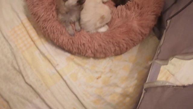 2 недели щенкам шпица смотреть онлайн