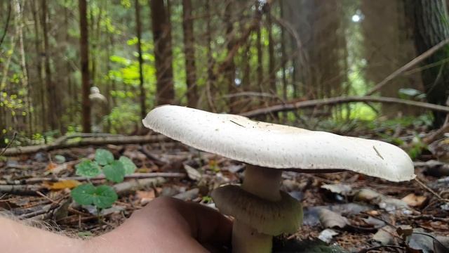 Грибные новости ! Шампиньоны , вешенка и белый гриб ! Рецепт плова от Грибоискателя ! смотреть онлайн