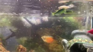 МАЛЬКИ МОЛЛИНЕЗИИ В ОБЩЕМ АКВАРИУМЕ / СНОВА МАЛЬКИ!