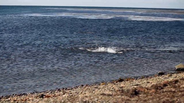Рыба выпрыгивает из воды смотреть онлайн