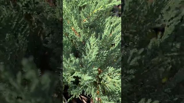 Можжевельник казацкий Tamariscifolia (Тамарисксофолия) смотреть онлайн