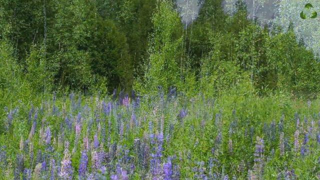 Расслабляющее пение лесных птиц. Видео для отдыха. Звуки природы. смотреть онлайн