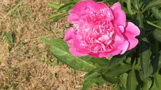 Мои летние цветы. Пионы, ирисы, розы, гвоздика, горец, чубушник, наперстянка. смотреть онлайн