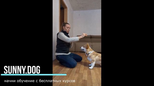 Дай лапу! Как научить щенка давать лапу? смотреть онлайн