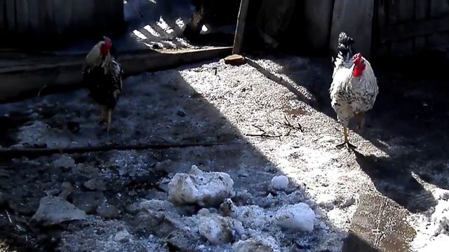 Петух ТОПЧЕТ ПЕТУХА, но у него НЕ ПОЛУЧИЛОСЬ закончить смотреть онлайн