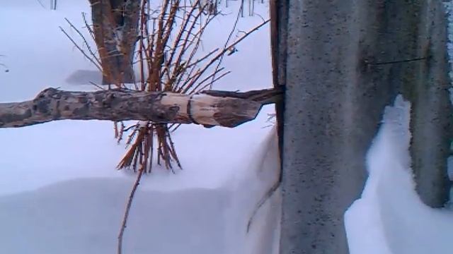 Жужжит :D смотреть онлайн