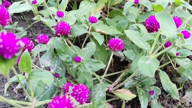 All about Globe amaranth/ Gomphrena globosa смотреть онлайн