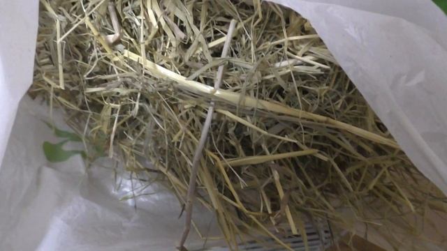 Что едят морские свинки? Какие звуки издают морские свинки. смотреть онлайн