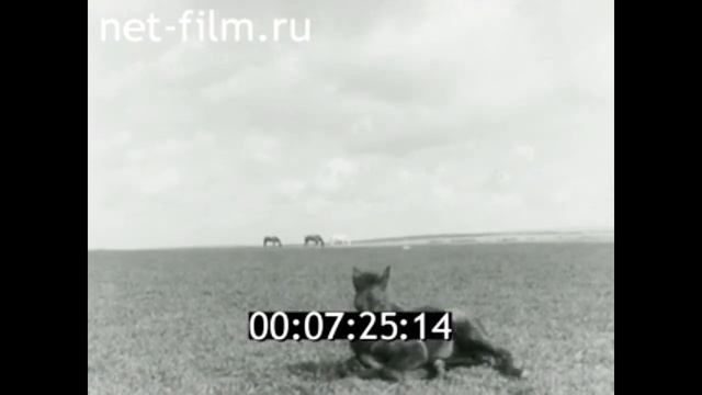 1972г. Магнитогорск. металлургический комбинат. Шевляковы. смотреть онлайн