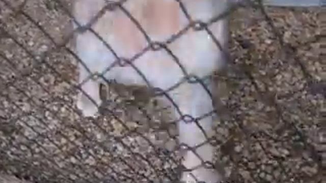 яха и рысь-ВИДЕО.avi смотреть онлайн