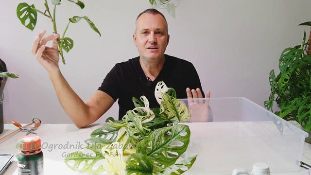 91. Jak straciłem piękne Monstery adansonii variegata i adonsonii mint. смотреть онлайн