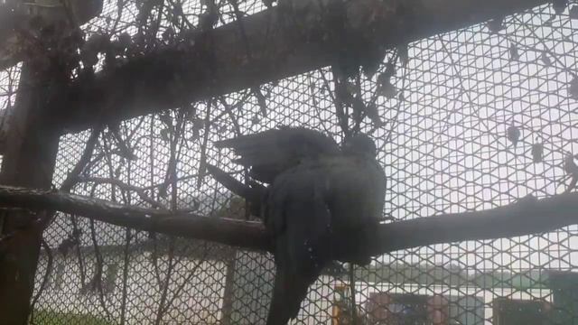 Вяхирь принимает душ)