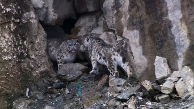 ТОП 10 Самых быстрых диких кошек в мире смотреть онлайн