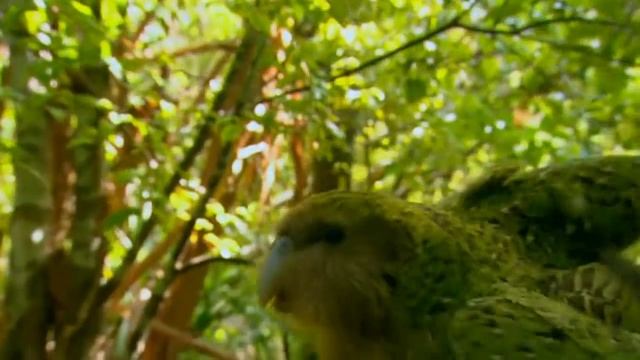 Ataque del loro Kakapo смотреть онлайн