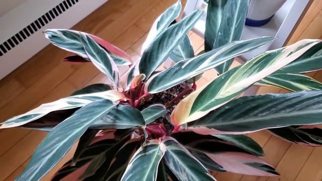 Мои комнатные растения. Обзор. Май 2023 смотреть онлайн