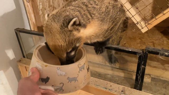 Носуха кушает киви и яйцо 😀😀😀 смотреть онлайн