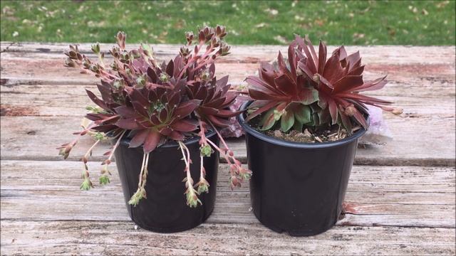 SUCCULENTS HAUL - SEMPERVIVUM HENS & CHICKS - HOW I PREP NEW OUTDOOR PLANTS смотреть онлайн