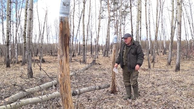 Солонец для зайца. Как его сделать и чем он поможет в охоте. смотреть онлайн