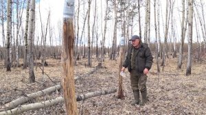 Солонец для зайца. Как его сделать и чем он поможет в охоте.