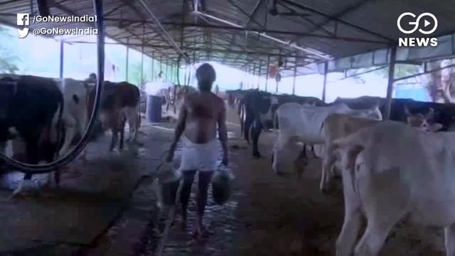 Cows Continue To Die Without Food As UP Govt Tightens Law Against Cow Slaughter смотреть онлайн