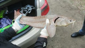 Браконьеры