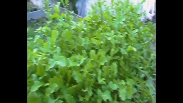 как растет руккола у нас на огороде смотреть онлайн