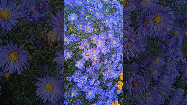 Красивые осенние цветы, осенние среднелистные астры - aster cordifolius #shorts смотреть онлайн