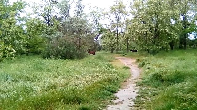 Анапа ,в детском парке живут лошадка и пони .2018 г. смотреть онлайн