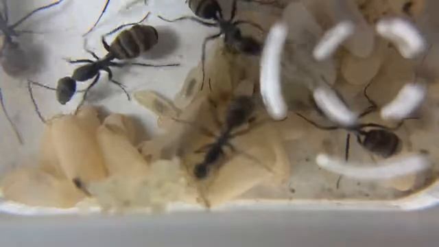 Кампонотус париус (Camponotus parius). Экзотический вид муравьев Муравьи дома. Муравьиная ферма. смотреть онлайн