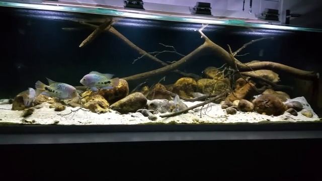Central American biotope Aquarium смотреть онлайн