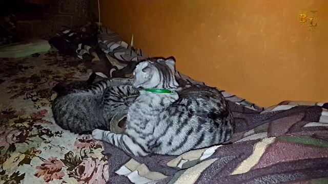 Любовь она такая. Шотландский вислоухий кот Бонапарт. Европейская короткошерстная кошка Лиза. смотреть онлайн