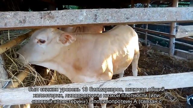 Раскрыты польза и вред отказа от мяса смотреть онлайн