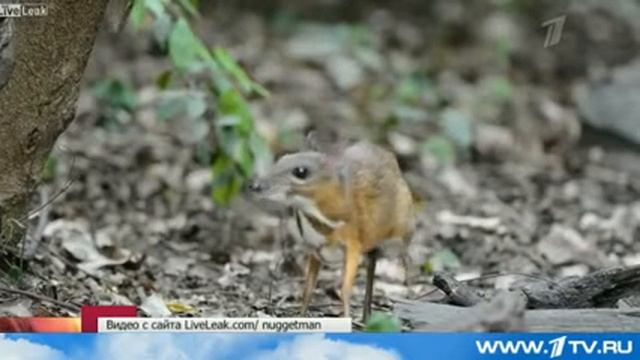 Самое маленькое парнокопытное смотреть онлайн