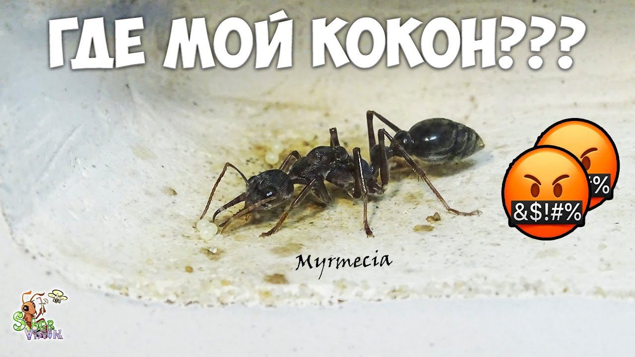 Мирмеция вскрыла кокон, готов её разорвать ● Myrmecia pyriformis смотреть онлайн