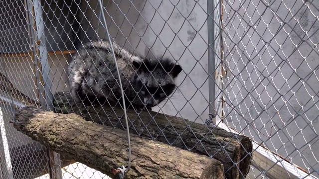 Пальмовые куницы, производители кофе Лювак смотреть онлайн