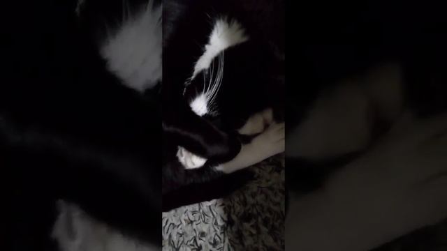 Домашний гидрометцентр | Котик-синоптик | Народные приметы смотреть онлайн