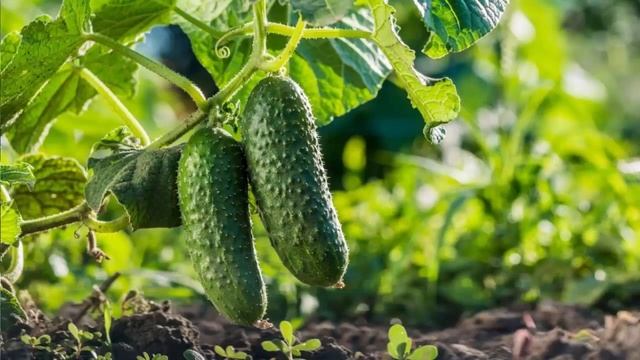Посадка огурцов в больших бутылках, Как вырастить огурцы в 5 литровых бутылках смотреть онлайн
