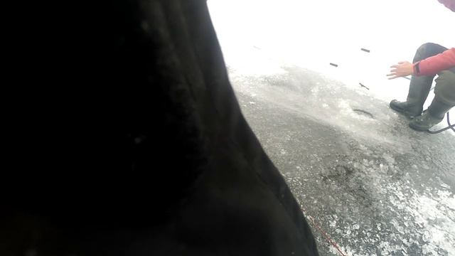 Ловля окуня на Куршском заливе смотреть онлайн