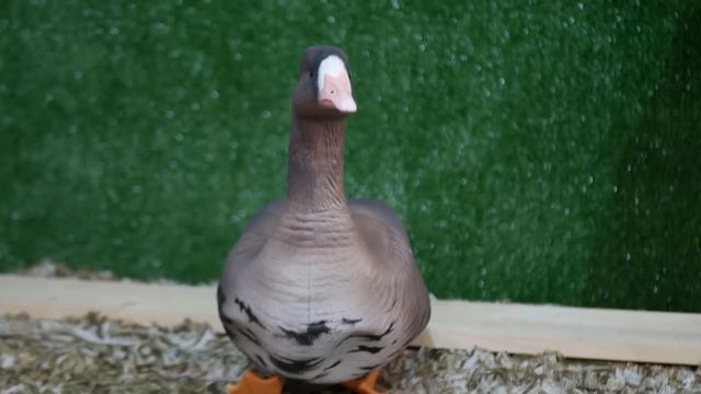 Обзор чучел NorthWay серия Soft Plast ALFA