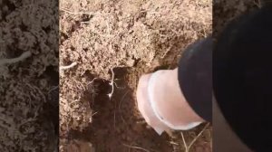 Уничтожение кротов газом на дачном участке