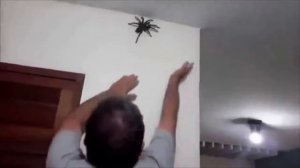 Самые Большие Пауки В Мире, Которых Удалось Снять На Видео!