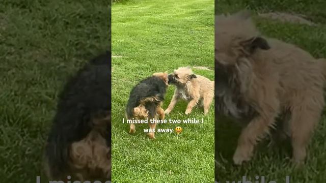 🏀 Double Trouble: Bob and Maggie's Epic Ball Battle 🐕🐕🎾 #borderterrier #lakelandterrier #dogs смотреть онлайн