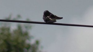 Деревенская ласточка. Голос ласточки. Птицы Сибири.