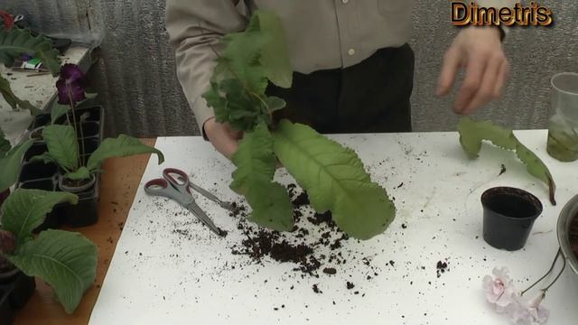 Три варианта пересадки стрептокарпусов смотреть онлайн