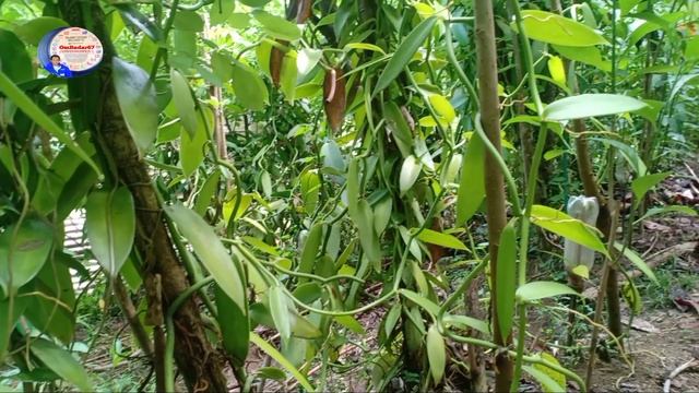 TANAMAN VANILLA INDONESIA Go!!! International #vanilla смотреть онлайн