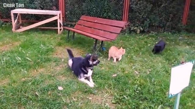 КОШКИ ПРОТИВ СОБАК! Когда коты почувствовали силу смотреть онлайн