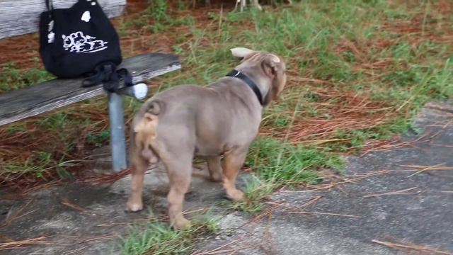 1 YEAR & 4 MONTHS OLD LILAC TRI BULLDOG 🐶 смотреть онлайн