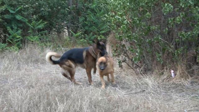 5 мая 2023 года РОДИЛИСЬ ЩЕНКИ немецкой овчарки от Рэкса и Ники. 4 мальчика и 1 девочка. Одесса. смотреть онлайн